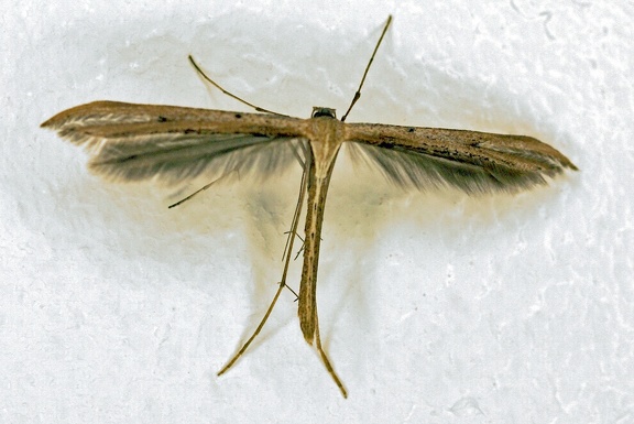 Emmelina monodactyla (Linnaeus, 1758)