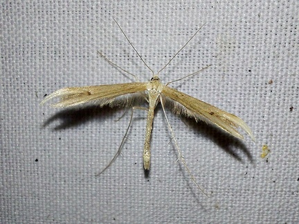 Emmelina monodactyla (Linnaeus, 1758)