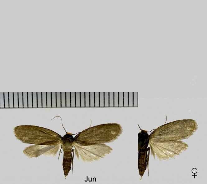 Achroia grisella (Fabricius, 1794).jpg