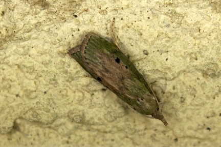 Aphomia sociella (Linnaeus, 1758)-In natura