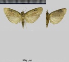 Aphomia sociella (Linnaeus, 1758)