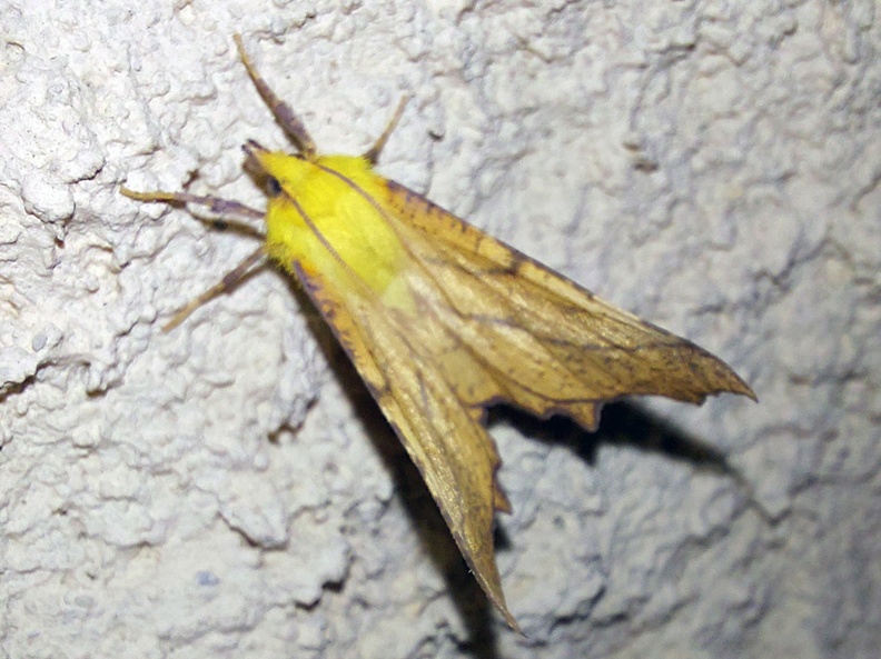 Ennomos alniaria (Linnaeus, 1758)-In natura