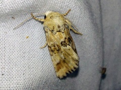 Eremobia ochroleuca (Denis & Schiffermüller, 1775)-In natura