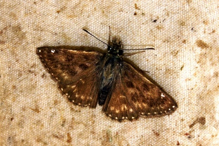 Erynnis tages (Linnaeus, 1758)-In natura