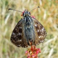 Erynnis tages (Linnaeus, 1758)-In natura