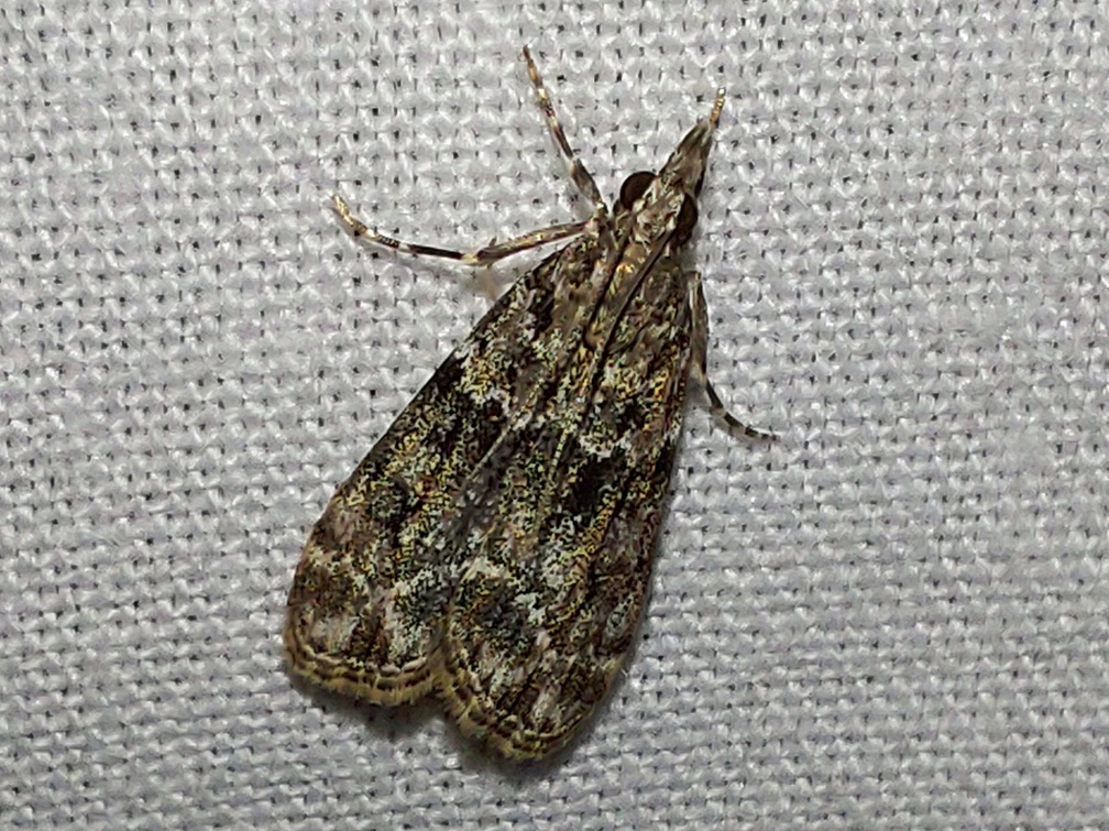 Eudonia mercurella (Linnaeus, 1758)-In natura