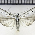 Myelois circumvoluta (Geoffroy, 1785)-Soulaires.jpg