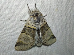 Furcula furcula (Clerck, 1759)-In natura