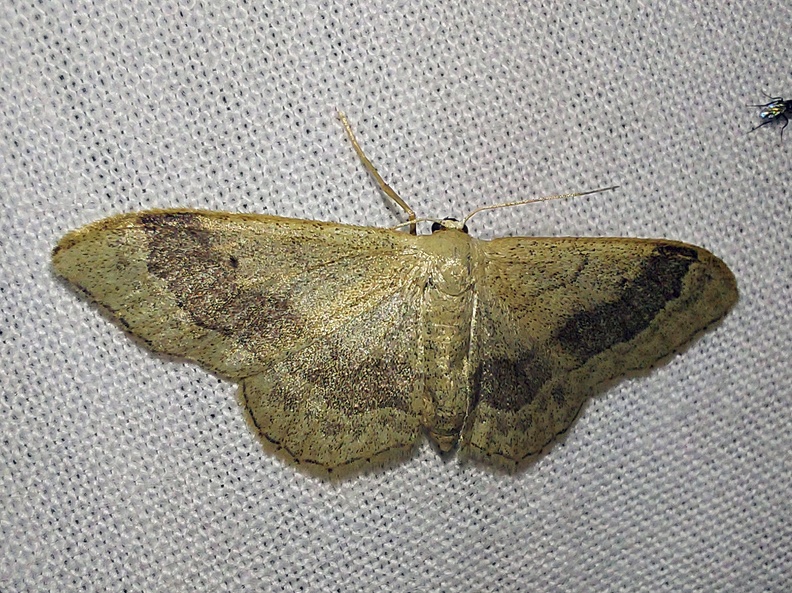 Idaea aversata (Linnaeus, 1758)-In natura