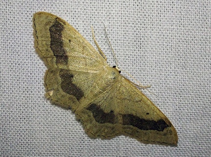 Idaea aversata (Linnaeus, 1758)-In natura