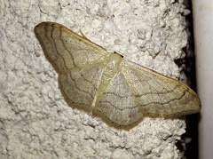 Idaea aversata (Linnaeus, 1758)-In natura