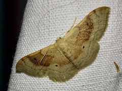 Idaea degeneraria (Hübner, 1799)-In natura