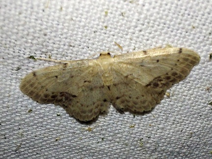 Idaea dimidiata (Hufnagel, 1767)-In natura