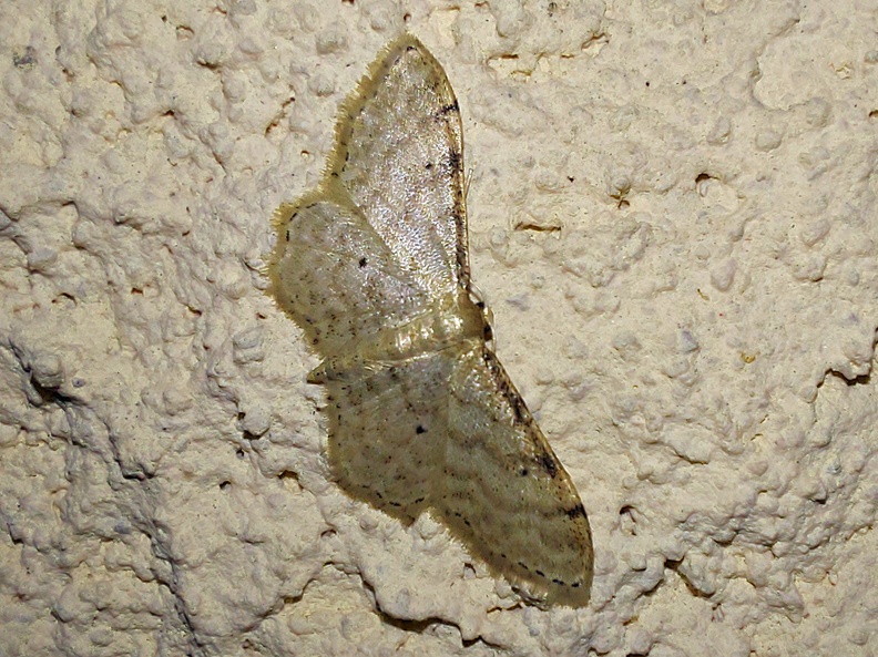 Idaea fuscovenosa (Goeze, 1781)-In natura