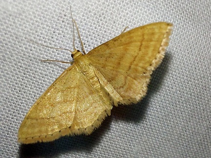 Idaea ochrata (Scopoli, 1763)-In natura