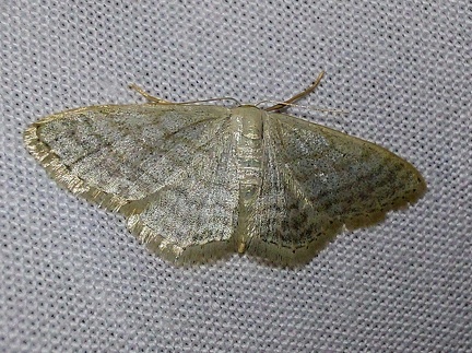 Idaea subsericeata (Haworth, 1809)-In natura