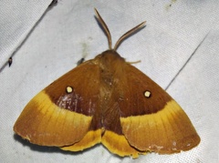 Lasiocampa quercus (Linnaeus, 1758)-In natura