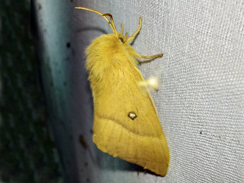 Lasiocampa quercus (Linnaeus, 1758)-In natura