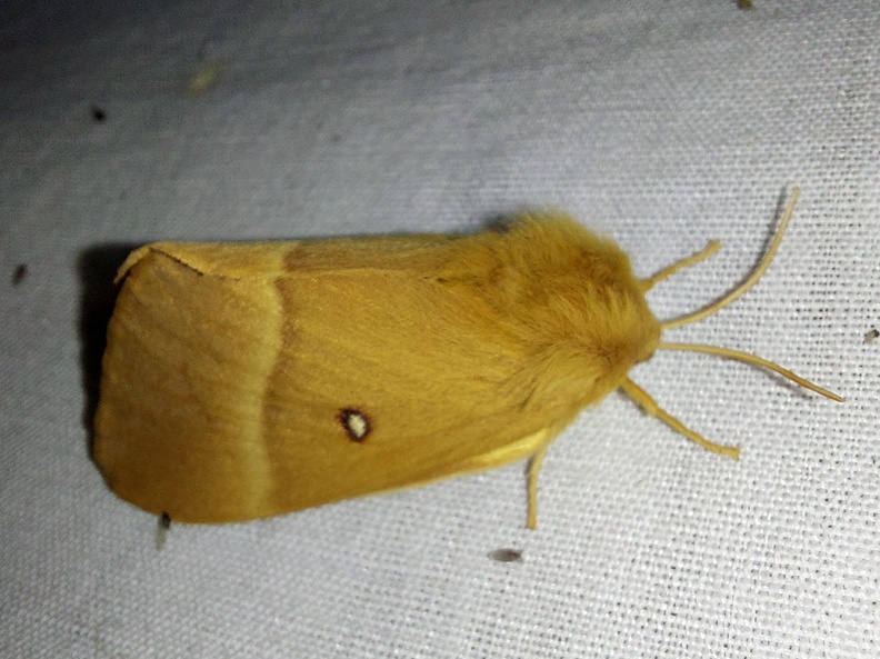 Lasiocampa quercus (Linnaeus, 1758)-In natura