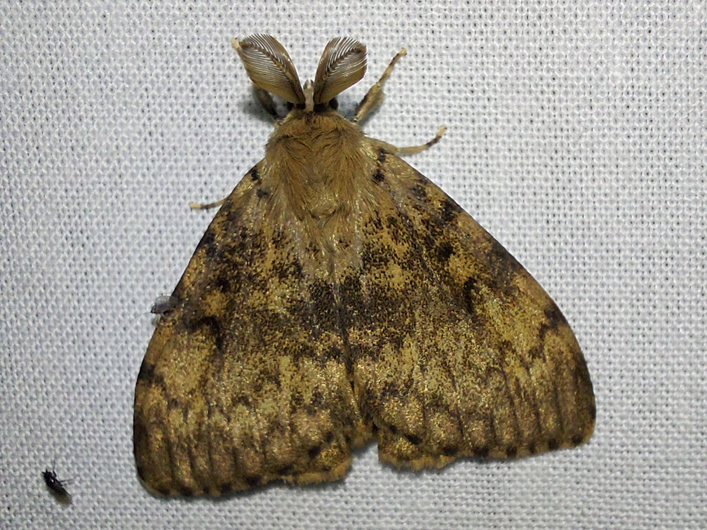 Lymantria dispar (Linnaeus, 1758)-In natura