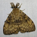 Lymantria dispar (Linnaeus, 1758)-In natura