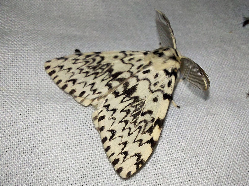 Lymantria monacha (Linnaeus, 1758)-In natura