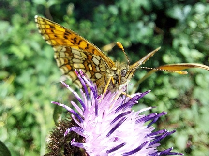 Melitaea athalia (Rottemburg, 1775)-In natura