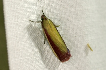 Oncocera semirubella (Scopoli, 1763)