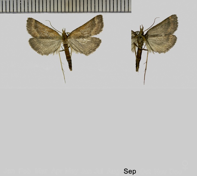 Synaphe punctalis (Fabricius, 1775)-1.jpg