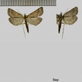 Synaphe punctalis (Fabricius, 1775)-1