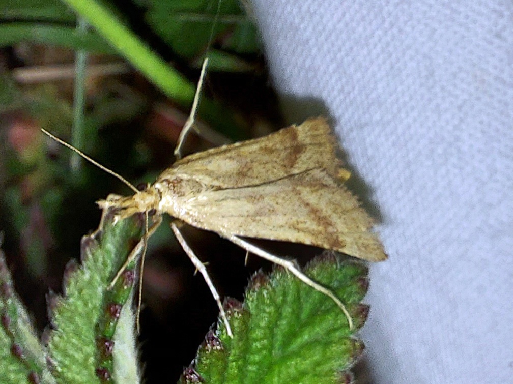 Synaphe punctalis (Fabricius, 1775)-In natura