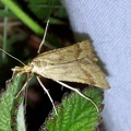 Synaphe punctalis (Fabricius, 1775)-In natura