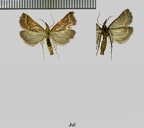 Synaphe punctalis (Fabricius, 1775)