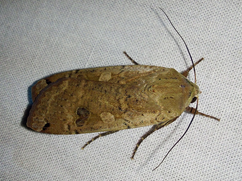 Noctua pronuba (Linnaeus, 1758)-In natura