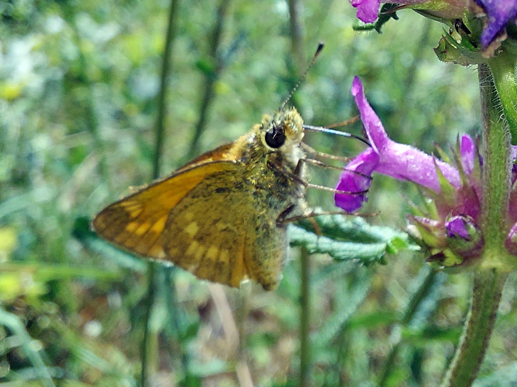 Ochlodes sylvanus (Esper, 1777)-In natura