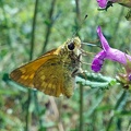 Ochlodes sylvanus (Esper, 1777)-In natura