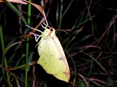 Opisthograptis luteolata (Linnaeus, 1758)