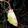 Opisthograptis luteolata (Linnaeus, 1758)