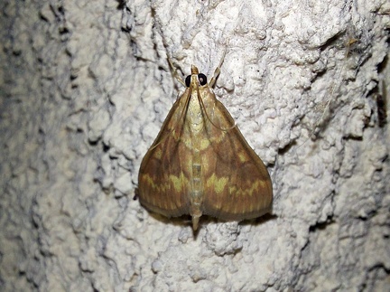 Ostrinia nubilalis (Hübner, 1796)-In natura