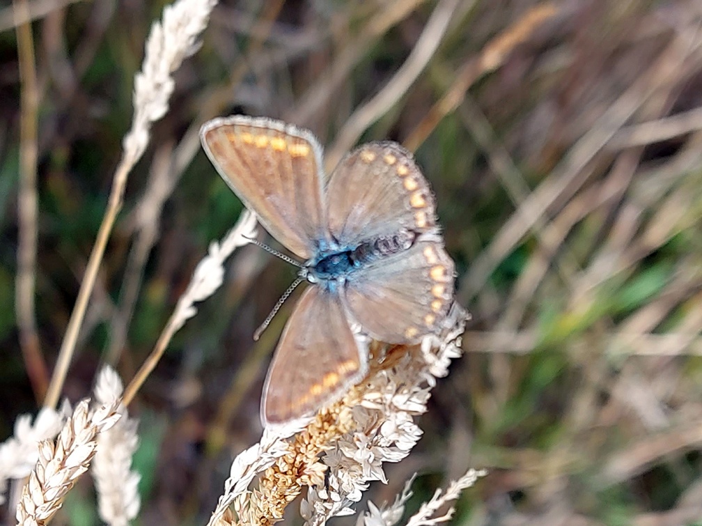 Polyommatus icarus (Rottemburg, 1775)-In natura