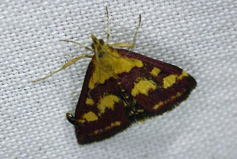 Pyrausta purpuralis (Linnaeus, 1758)-In natura