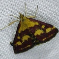 Pyrausta purpuralis (Linnaeus, 1758)-In natura