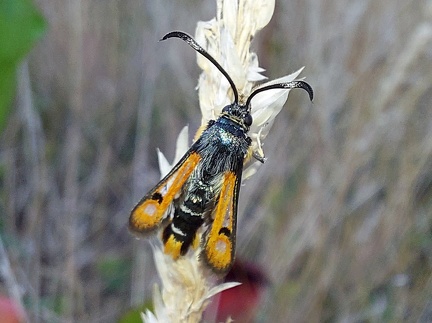 Pyropteron chrysidiforme (Esper, 1782)-In natura