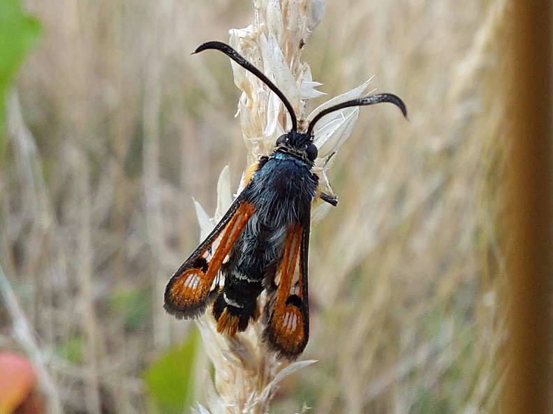 Pyropteron chrysidiforme (Esper, 1782)-In natura