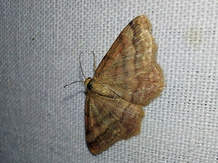 Scopula rubiginata (Hufnagel, 1767)-In natura