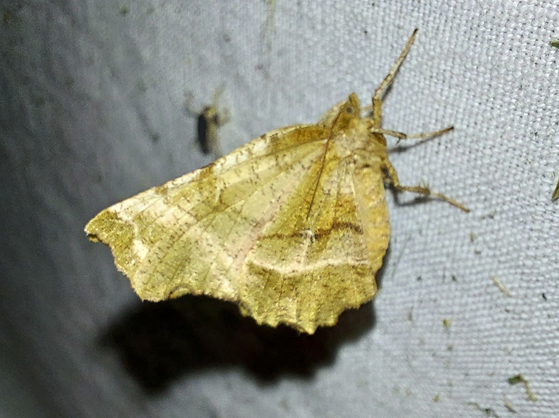 Selenia dentaria (Fabricius, 1775)-In natura