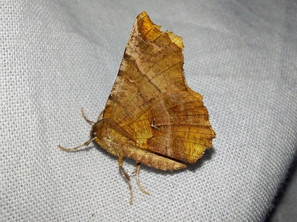 Selenia dentaria (Fabricius, 1775)-In natura