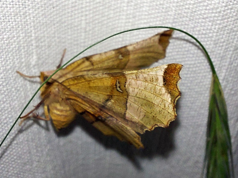 Selenia tetralunaria (Hufnagel, 1767)-In natura