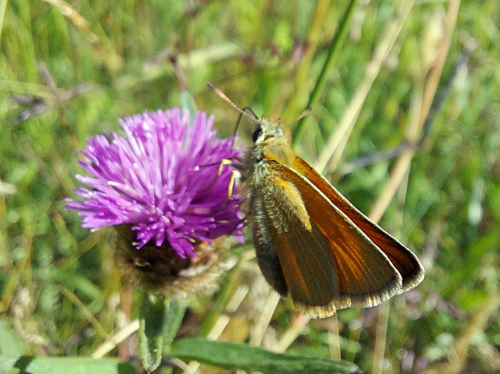 Thymelicus sylvestris (Poda, 1761)