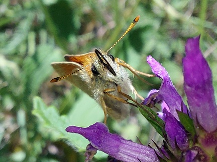 Thymelicus sylvestris (Poda, 1761)